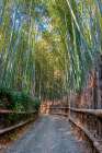 Sagano Bamboo Forest, Arashiyama, Kyoto, Japan Art Print
